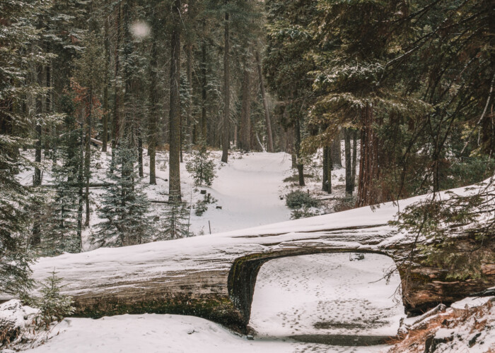 Sequoia National Park, California in winter