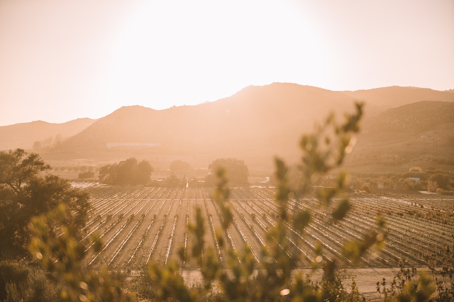 View overlooking the vineyards in Valle de Guadalupe