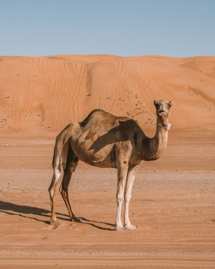 Camel in the desert in Wahiba Sands, Oman