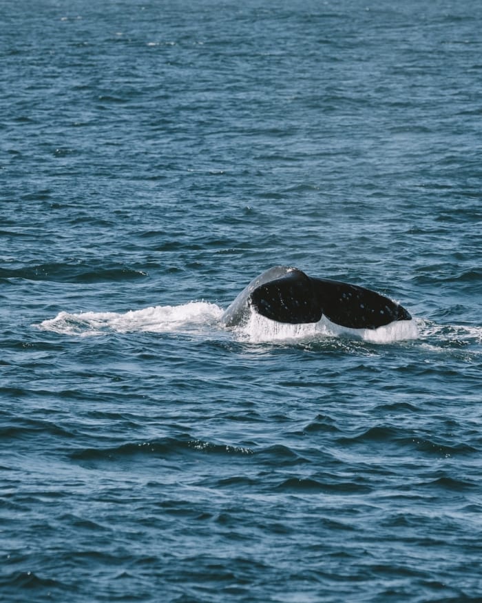 Gray whale tail popping out of the water