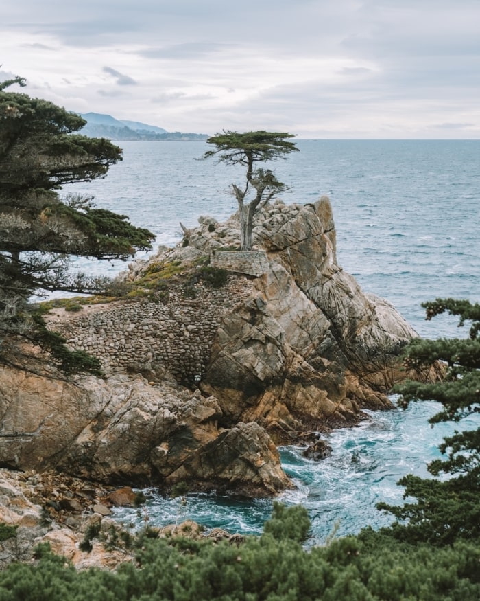 The Lone Cypress tree along the 17 Mile drive in Pebble Beach