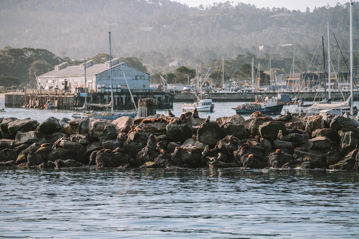 Rocks in the harbor with seals on them in Monterey, California (Monterey and Carmel guide) 