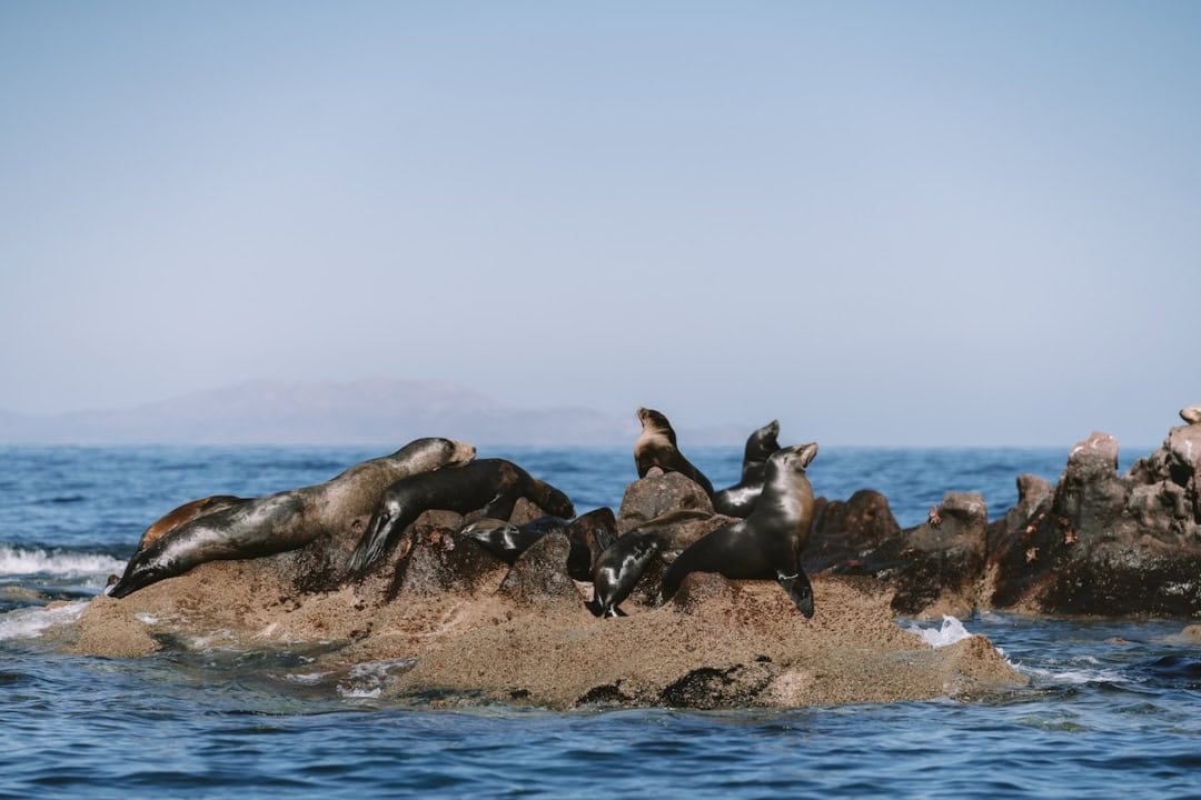 Seals hanging out on the rocks at Los Islotes seal colony