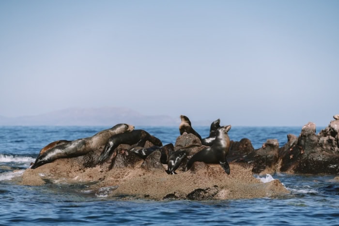 Seals hanging out on the rocks at Los Islotes seal colony