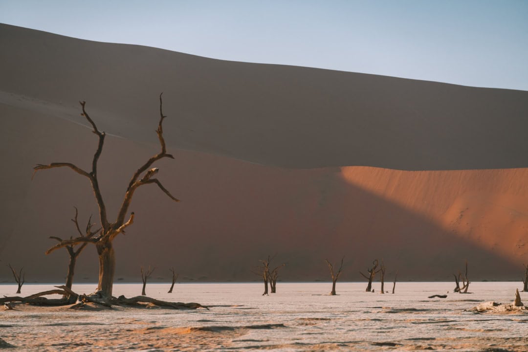 Dead camel thorn trees dotting the landscape at Deadvlei in Sossusvlei