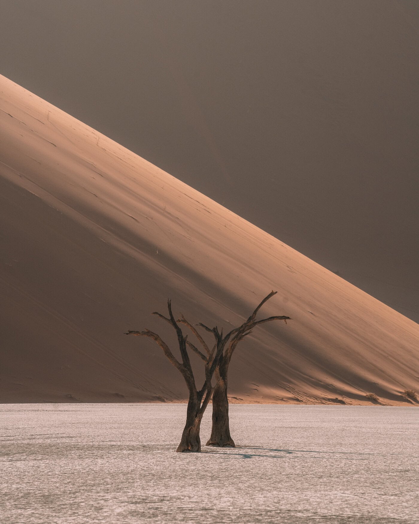 Dead tree Dead tree standing in the dry sand with a red sand dune in the background.