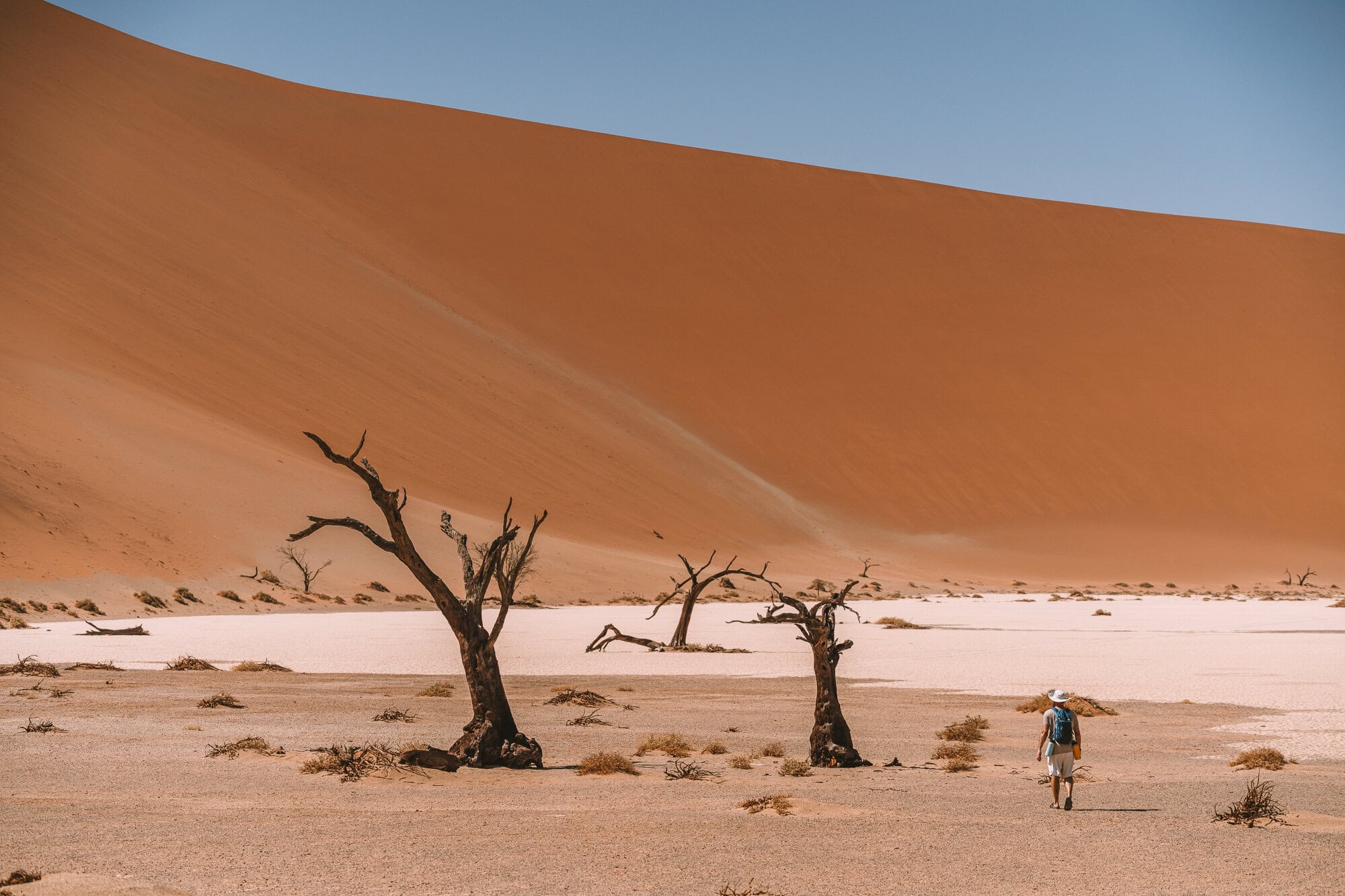 red sand dune Traveler walking across the dessert surrounded by dead trees and an inmense red sand dune.