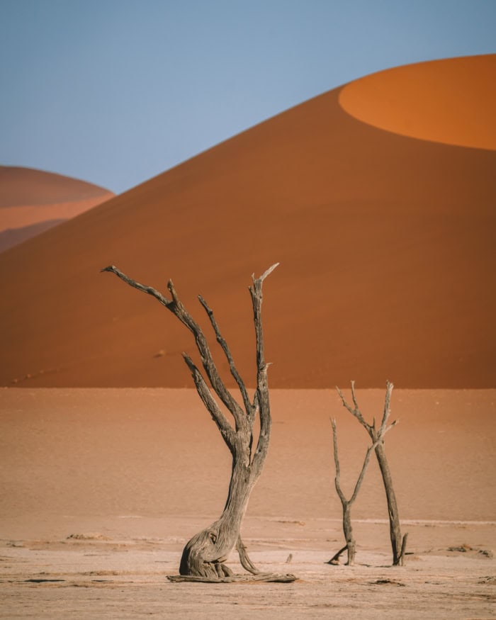 Tree skeleton Namibian desert Tree skeleton in the white clay plan of the Namibian desert with sand dunes in the background.