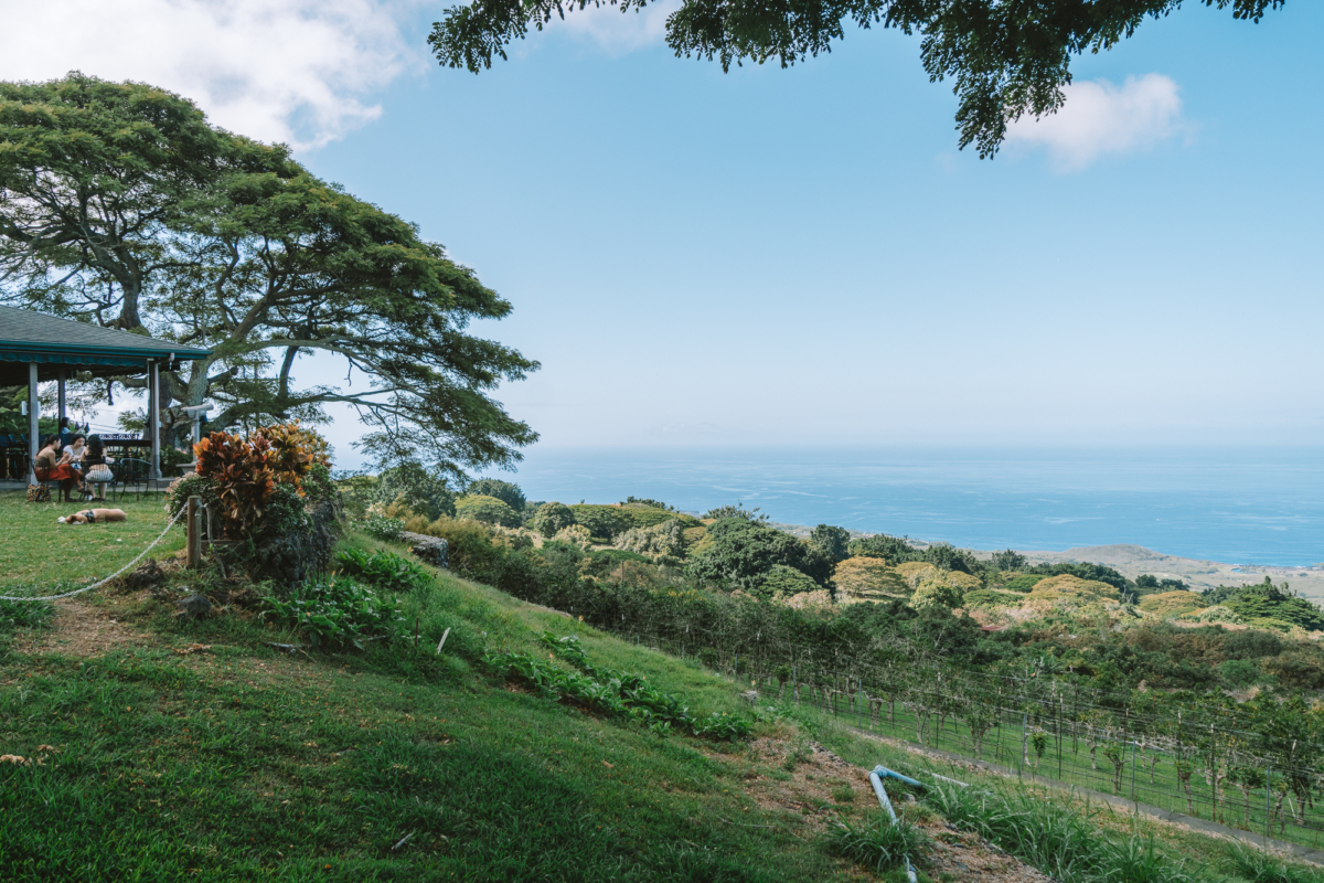 Big Island Hawaii guide Image featuring a path full of vegetation overlooking the ocean.