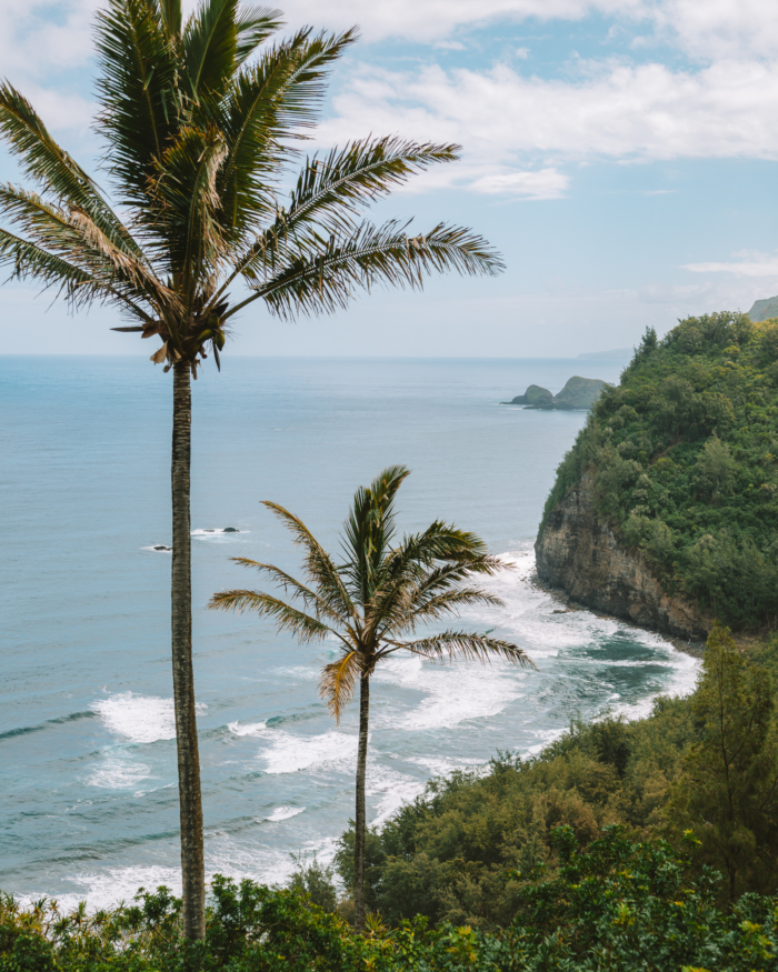 palm trees Image of palm trees overviewing the ocean with cliffs at the coastline.