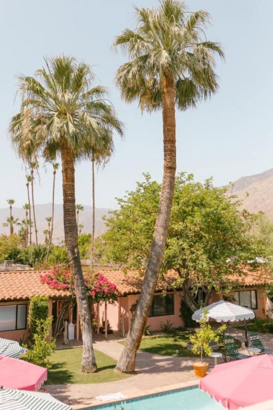 palm trees at Les Cactus Image featuring two palm trees at Les Cactus in Palm Springs.