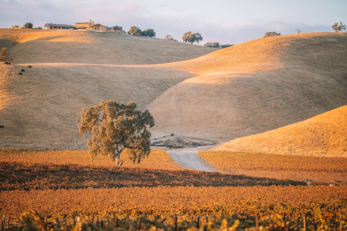 Rolling golden hills in Paso Robles with a vineyard in the foreground and one single tree beside a road