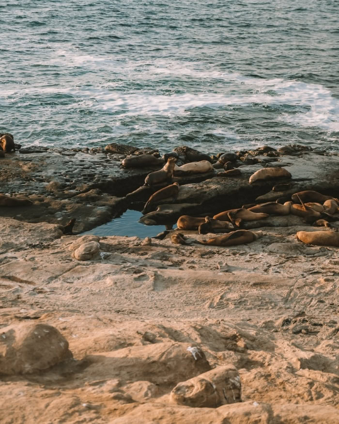 seals La Jolla Cove Seals sunbathing along the rocks at La Jolla Cove