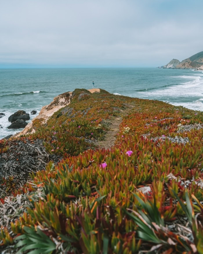 ocean and to Montara State Beach Rocky point covered in flowers and greenery that looks out to the ocean and to Montara State Beach