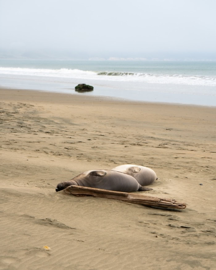 Drake's Beach in Point Reyes A couple of seals snoozing on Drake's Beach in Point Reyes | Best Beaches in California