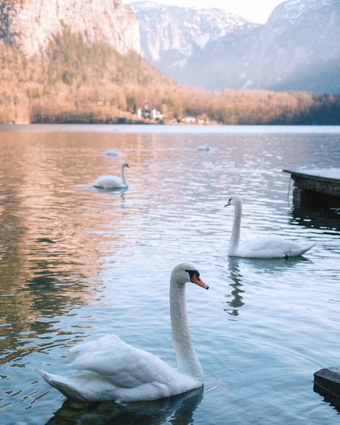 Swans floating Swans floating in the water in Hallstatt, Austria