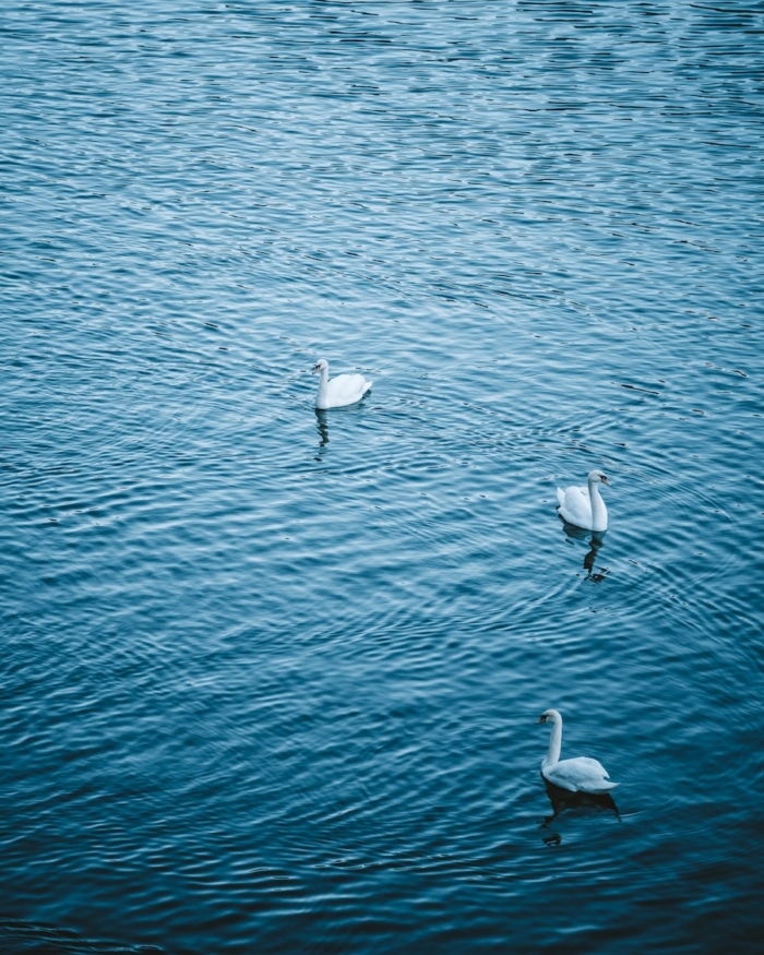 swans in Hallstatt Three swans floating in the blue waters in Hallstatt