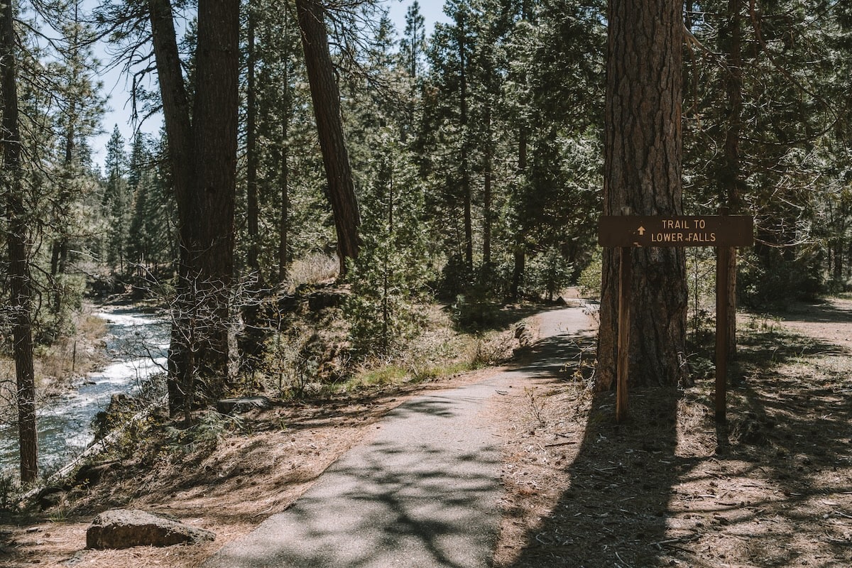 Sun dappled trail Sun dappled trail through the forest