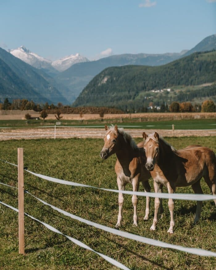 Two horses in Bruneck Two horses in Bruneck, Italy | Where to Visit in the Dolomites