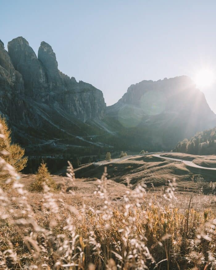 Gardena Pass in Alta Badia Italy Plants rustling in the wind at Gardena Pass in Alta Badia Italy