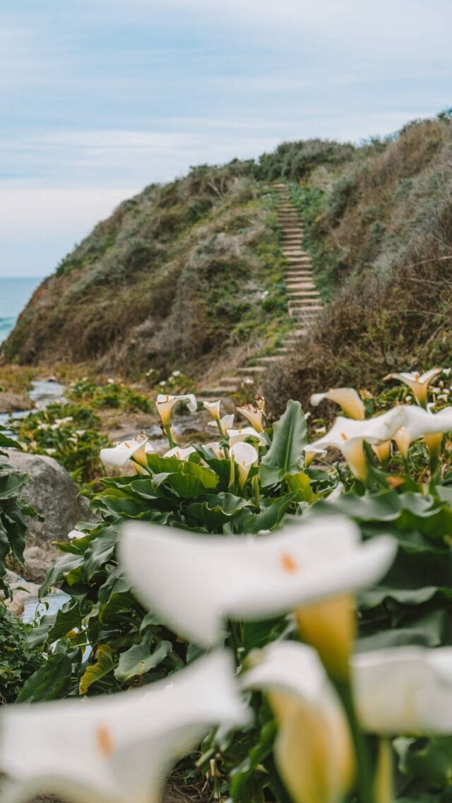 [ A D ] Reminder that the Calla lilies are currently blooming in Calla Lily Valley off Highway 1 in California 🤩 @seemonterey

Typically these flowers are in bloom from about February to mid April along this section of the central coast in Garrapata State Park. 

To get here: Navigate to Calla Lily Valley on google maps (I recommend downloading your offline maps as there’s not great service in the area). There’s also not any signage indicating the hike, but you’ll likely see cars parked along the side of the road by the trail’s start. Park and then take the narrow dirt path down towards the water to get to the valley. It’s a super short walk—less than a mile round trip.

⚠️ Always remember to stay on marked trails to preserve the beauty of these wild flowers and follow leave no trace principles. 

#seemonterey #callalilyvalley #garrapatastatepark #bigsur #callalily #californiaflowers #visitcalifornia Big Sur road trip | California road trip | California spring flowers | California hikes | California travel tips
