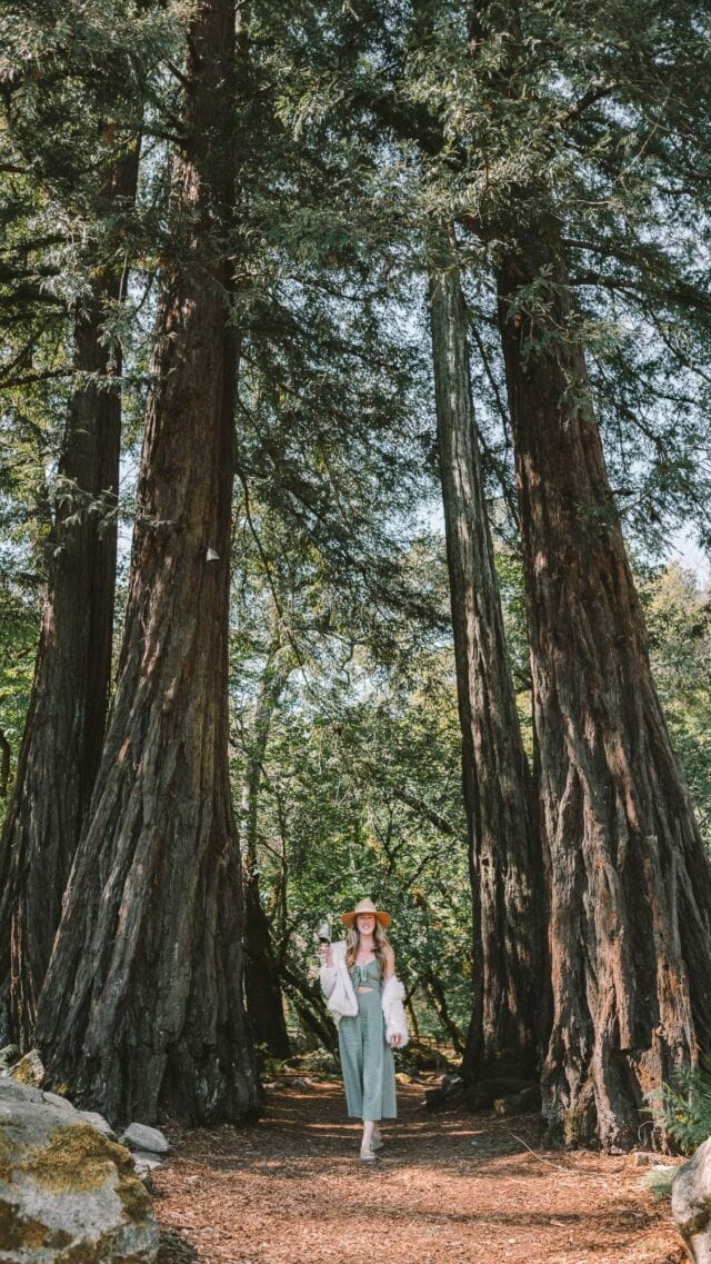 🍷 Save @axrnapavalley if you have plans to head to Napa Valley this fall or summer! 

This was hands down my favorite winery in the area, uniquely set amongst an outcropping of magical redwood trees. Perfect on a hot day wine tasting as it’s cozy and shaded. 

📍 AXR Napa Valley Winery in St Helena 

#napavalley #sthelena #winetasting #napawine #napawinery #californiawinetasting #californiawinecountry California wine country | Napa Valley wineries | wine country | Napa winery | St Helena winery