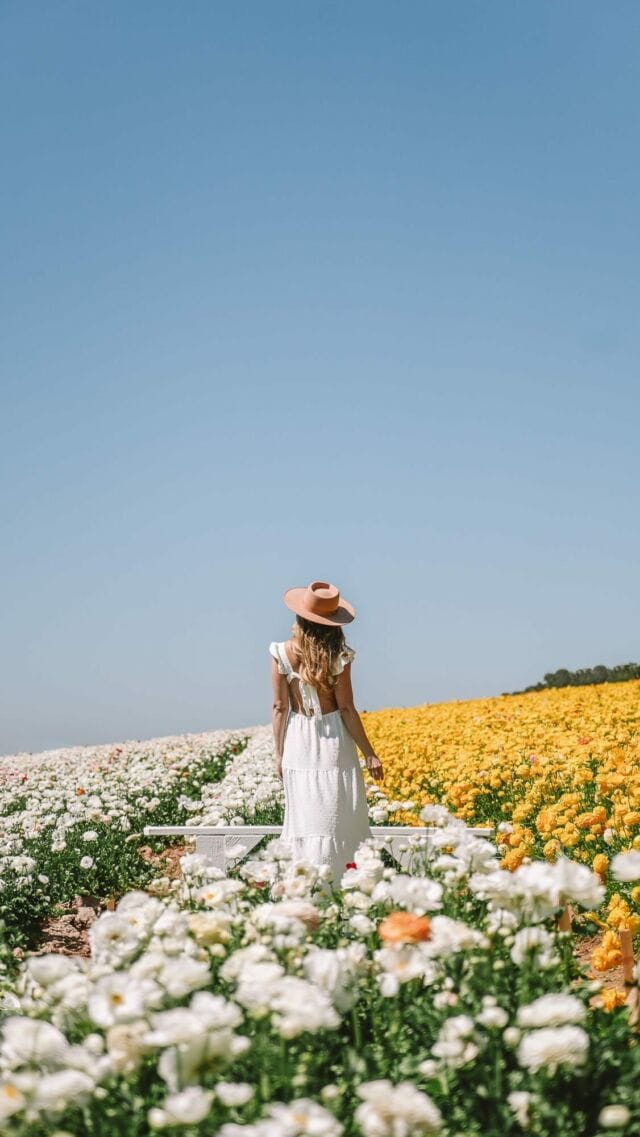 Steal this spring weekend getaway idea in Southern California! 🌷

I recently had the chance to spend a weekend visiting the Carlsbad Flower Fields and @omnilacosta Resort & Spa in @visitcarlsbad and I’m here to give you all the details!

Here’s what you need to know:

🌸 @the_flower_fields are currently in peak bloom and are open for the season until May 12th

🌸 Tickets for the Flower Fields must be purchased ahead of time online

🌸 Omni La Costa is a short drive from the Flower Fields so it’s the perfect place to base yourself for your visit

🌸 The hotel just got a fresh renovation of 500 + guest rooms as well as updates to their stunning spa and other areas around the resort—and the results are gorgeous 🙌🏼

🌸 This weekend getaway idea is perfect for a girls trip, golf weekend, or romantic getaway in SoCal. 10/10 recommend booking a last minute trip here to my California friends.

Would you stay here?

#northsandiego #northsd #carlsbadca #visitcarlsbad #carlsbadiscalling #carlsbadallgood #attheomni #omnilacosta #lacostainbloom California spring flowers | Spring in California | Things to do in Carlsbad | things to do in Southern California | Things to do in San Diego | Omni Hotels | Spa vacation |
