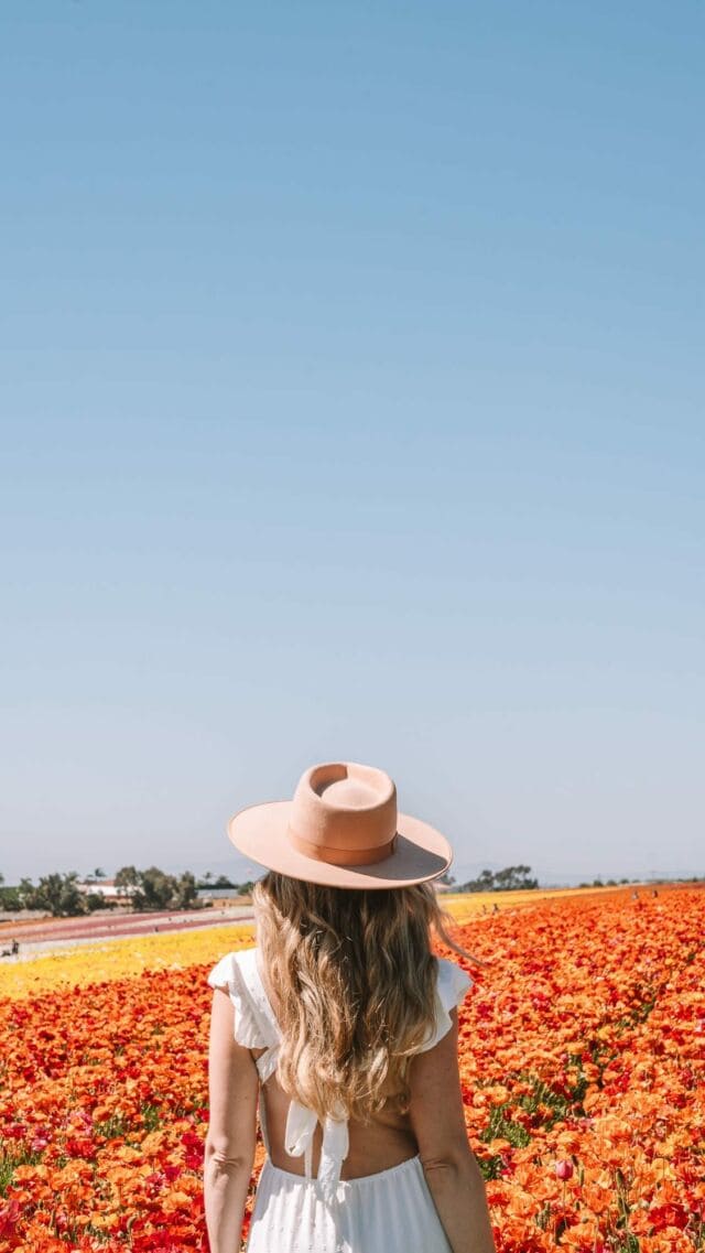 Don’t miss these magical flower fields that are still open now through May 12 🌸 

The Details:
• Located at @the_flower_fields in Carlsbad, California 
• Dates: Open now through May 12 
• What: 55 acres of giant ranunculus flowers in a rainbow of colors 🌈 
• Book: You need to book your tickets online before arriving (tickets are $23 for adults and $14 for kids) 
• Events: Make sure to check their events calendar because they’re hosting fun activities through May 12 including sunset wine tastings with live music, sunset yoga classes, a Mother’s Day event and more 🙌🏻

Have you been to the Flower Fields?

#theflowerfields #carlsbadflowerfields #carlsbadcalifornia #carlsbadallgood #californiaspring #springflowers California spring | California bucket list | Spring in California | The Flower Fields Carlsbad | Things to do in California | Southern California activities | Mother’s Day ideas | weekend activities Southern California